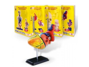 PERTINI Model ljudskog srca