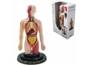 Milla Toys Lutka Ljudski torzo 95/35006