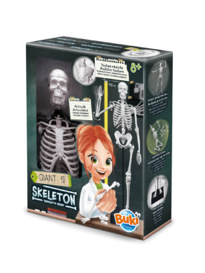 Skelet 104308 Buki