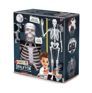 Skelet 104919 BUKI
