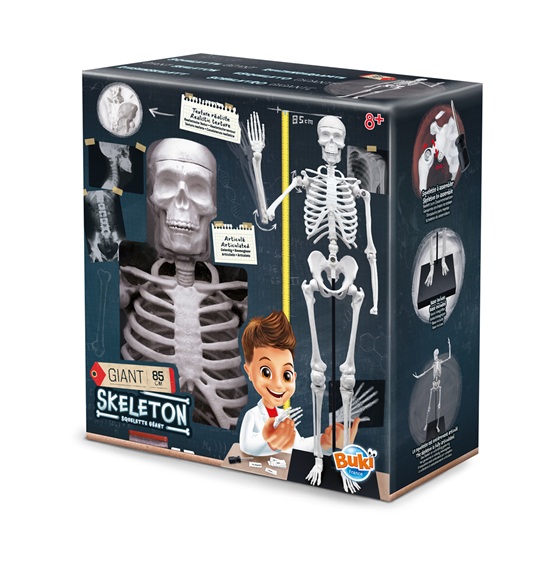 Skelet 104919 BUKI